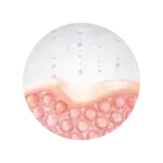 Plushderm boosts collagen levels 150x150